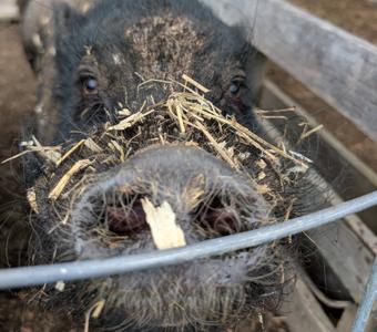 Arthur the Potbelly Pig