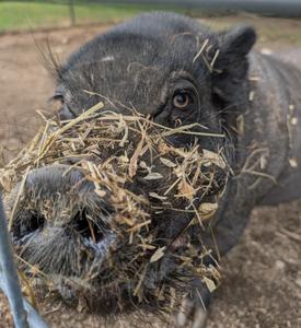 Buster the Potbelly Pig