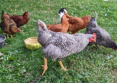 Chickens the Poultry